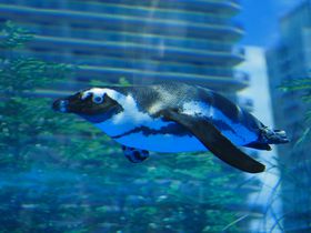 ペンギンが空を飛ぶ!?池袋「サンシャイン水族館 マリンガーデン」はココがすごい