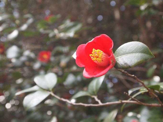 ヤブツバキ約2万5千本 萩市 笠山椿群生林 で早春お花見 山口県 トラベルjp 旅行ガイド