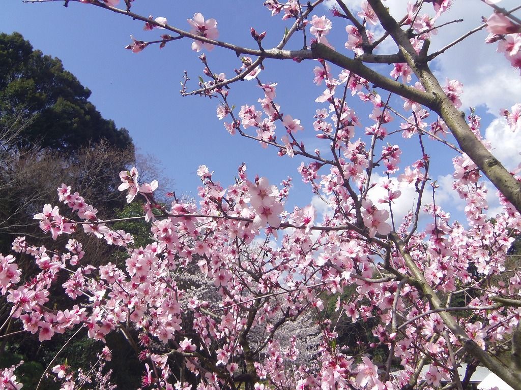 国内最大級 華やかなアーモンドのお花見は はままつフルーツパーク時之栖 で 静岡県 トラベルjp 旅行ガイド