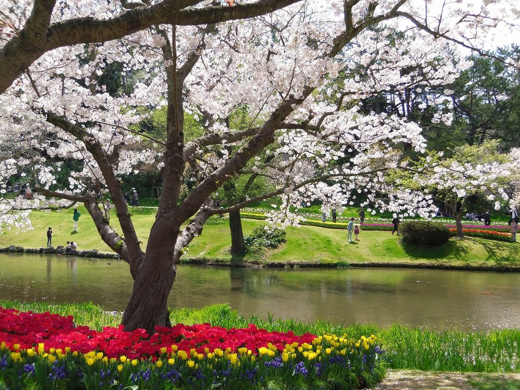 桜×チューリップの華やかな競演
