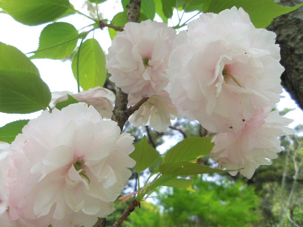 ソメイヨシノとは異なる魅力の花が次々に開花