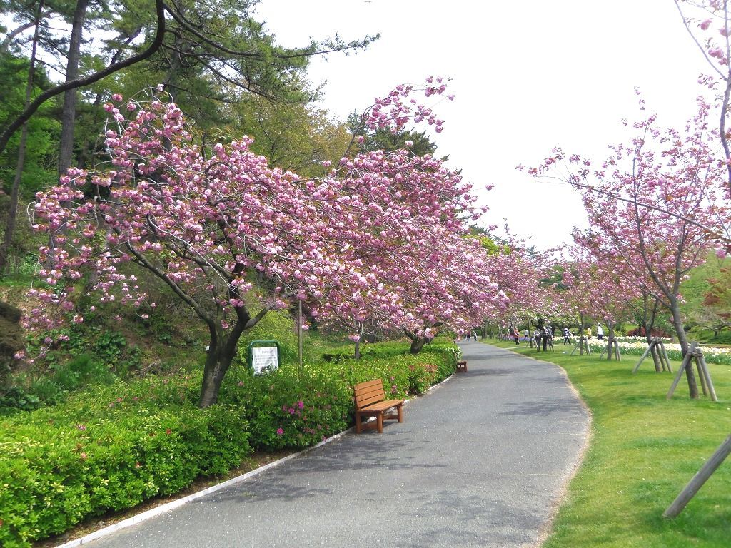 春爛漫！八重桜のトンネル