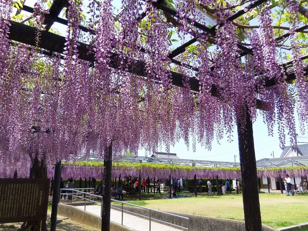 隣接する「豊田熊野記念公園」も薄紫色に！