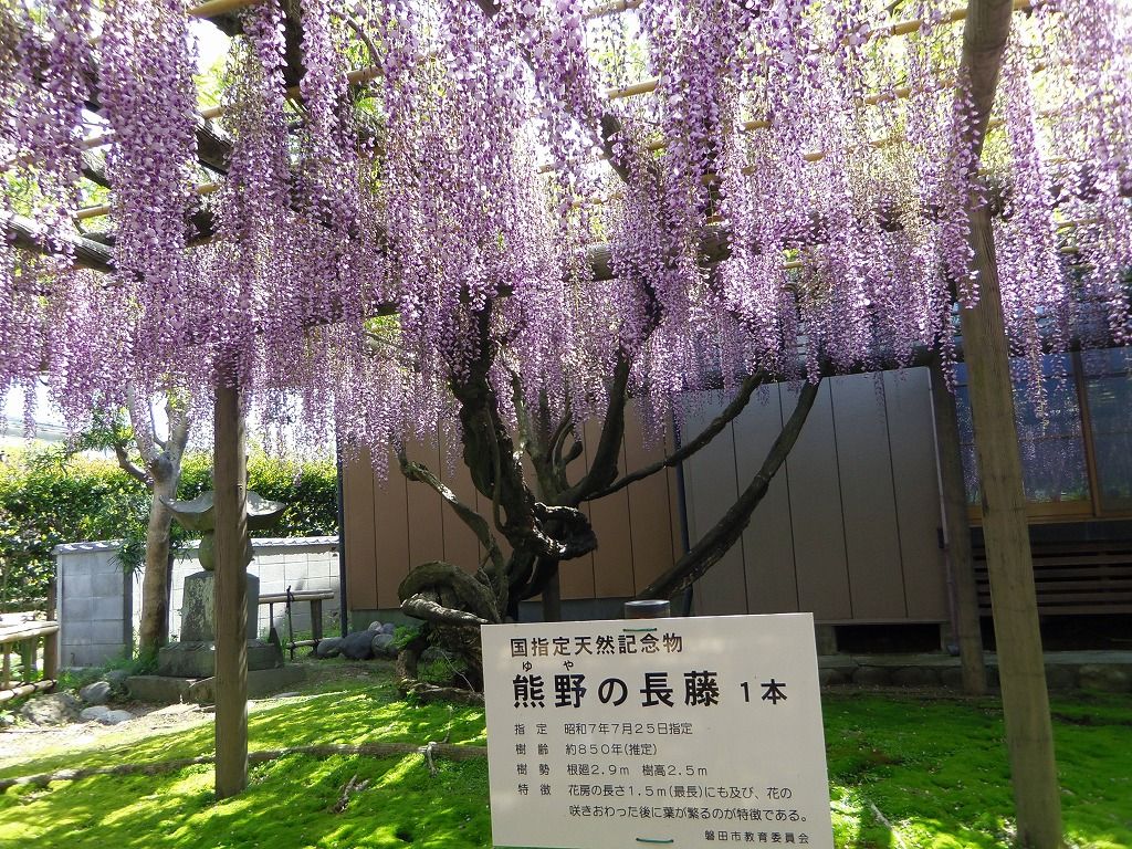 1メートル超の花房が薫る・静岡磐田「熊野の長藤」は幽雅な世界