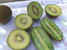 LEC肪y߂IÉ|uLECt[cJg[JAPANv̋LTlC