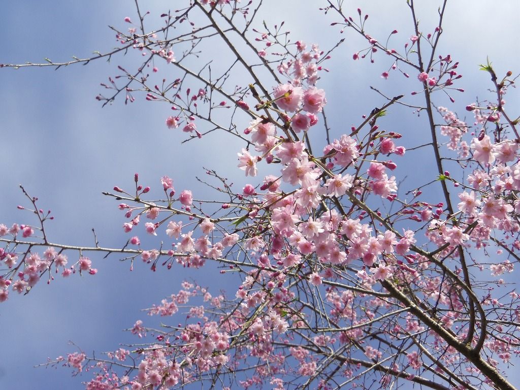 1,000本の桜が古刹の門前を彩る