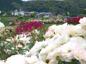 丘ひとつ、まるごとバラ園！静岡「島田市ばらの丘公園」