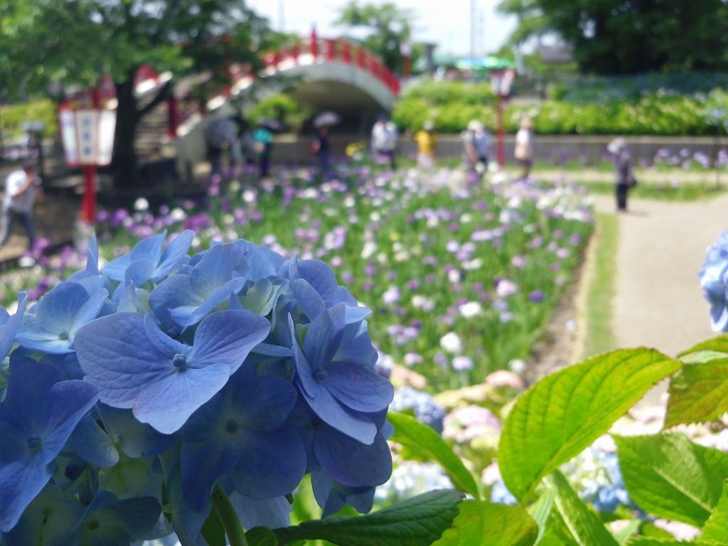 入園無料で楽しめる 愛知豊橋 賀茂しょうぶ園 愛知県 トラベルjp 旅行ガイド