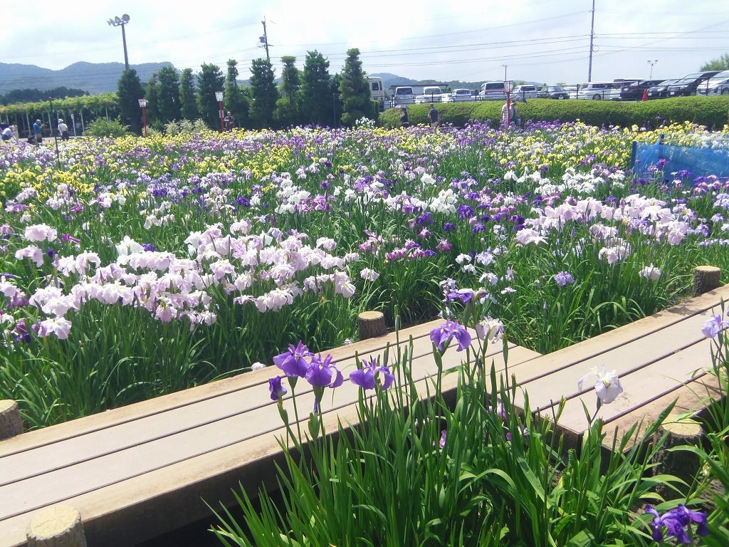 入園無料で楽しめる 愛知豊橋 賀茂しょうぶ園 愛知県 Lineトラベルjp 旅行ガイド