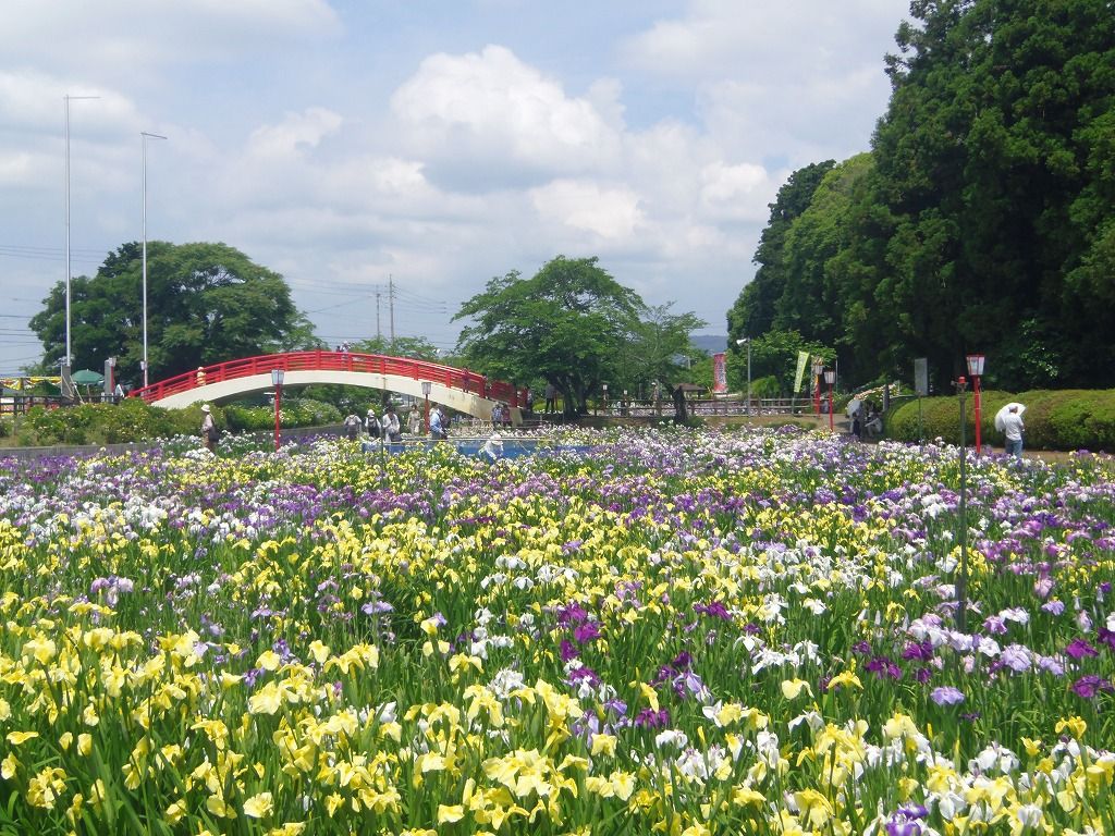 入園無料で楽しめる 愛知豊橋 賀茂しょうぶ園 愛知県 トラベルjp 旅行ガイド