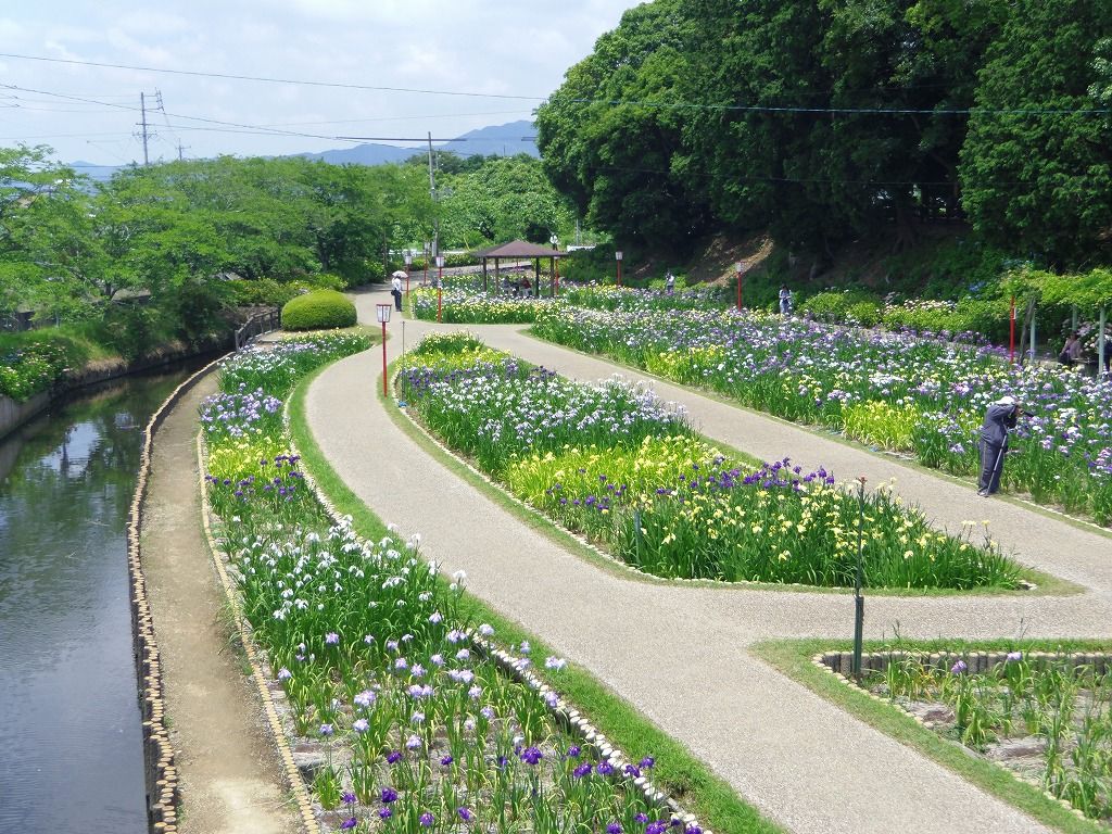 入園無料で楽しめる 愛知豊橋 賀茂しょうぶ園 愛知県 Lineトラベルjp 旅行ガイド