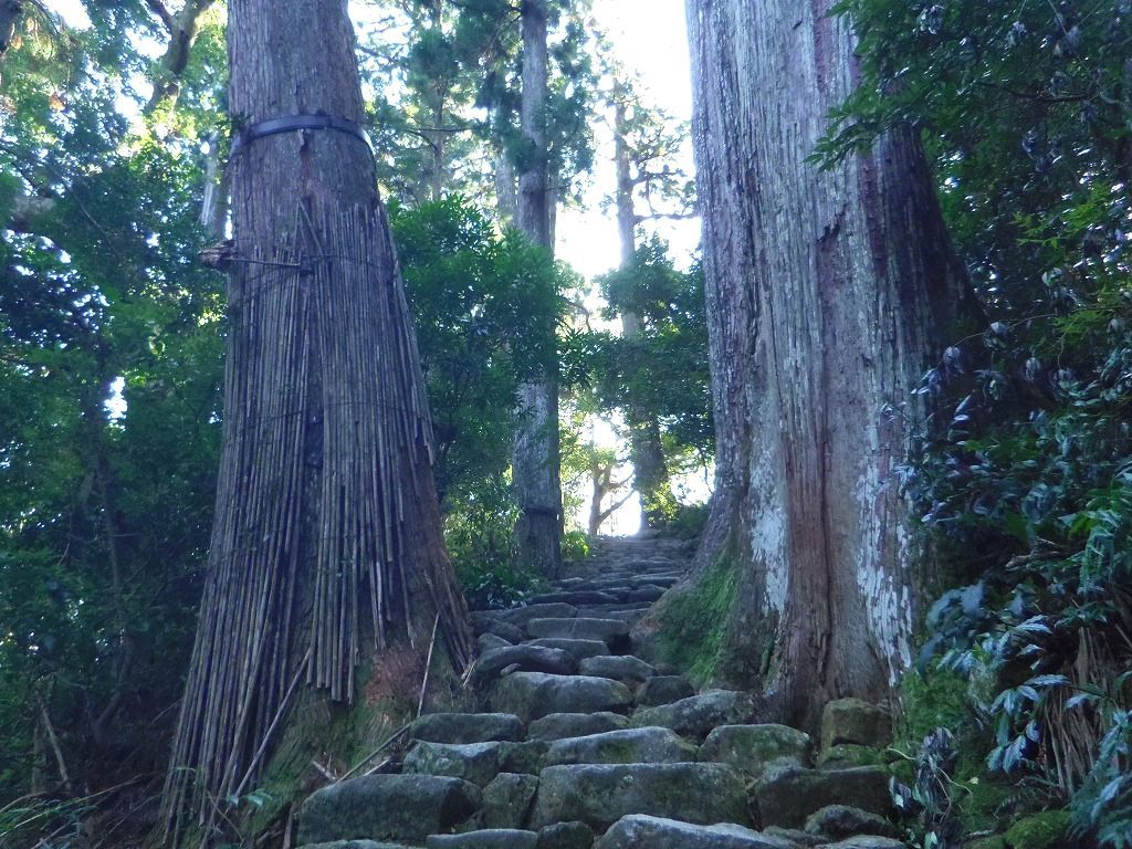 Ђ_ЎQ܂ł͒ӘHiȂւj