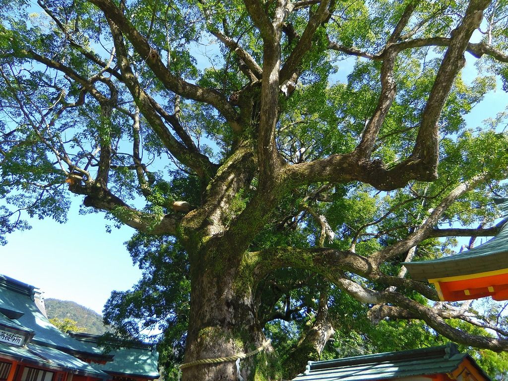 ٓ߂肪łNXmLuЁi傤ꂢjv