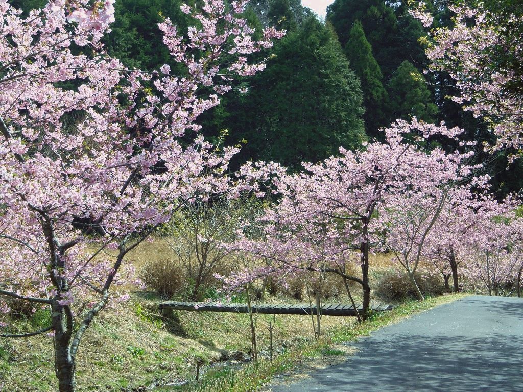 秘密にしたい 河津桜の名所 静岡御前崎 散歩道福田沢 静岡県 トラベルjp 旅行ガイド