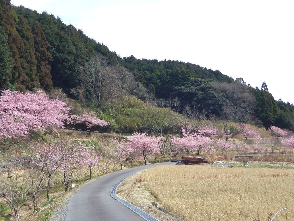 秘密にしたい 河津桜の名所 静岡御前崎 散歩道福田沢 静岡県 トラベルjp 旅行ガイド