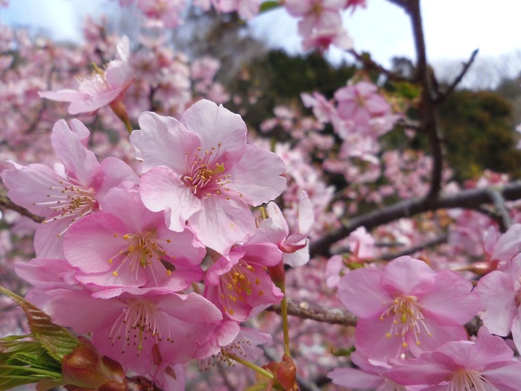 秘密にしたい 河津桜の名所 静岡御前崎 散歩道福田沢 静岡県 トラベルjp 旅行ガイド