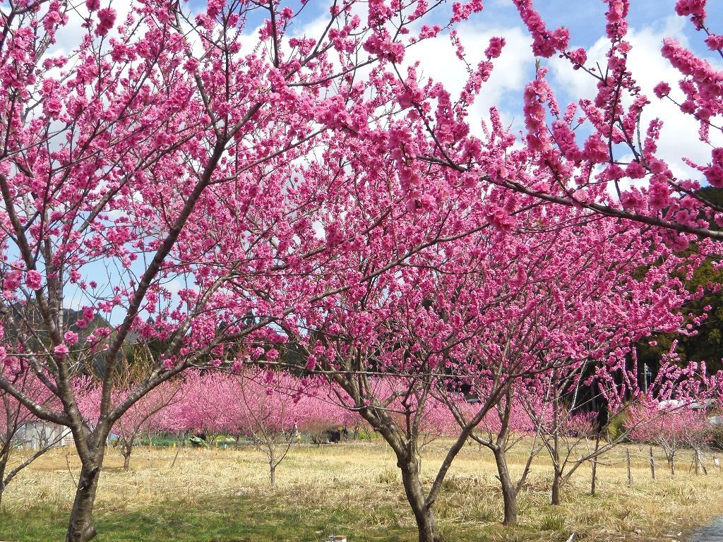 ダム湖畔を彩る花桃 浜松天竜 花桃の里ガーデン 静岡県 Lineトラベルjp 旅行ガイド