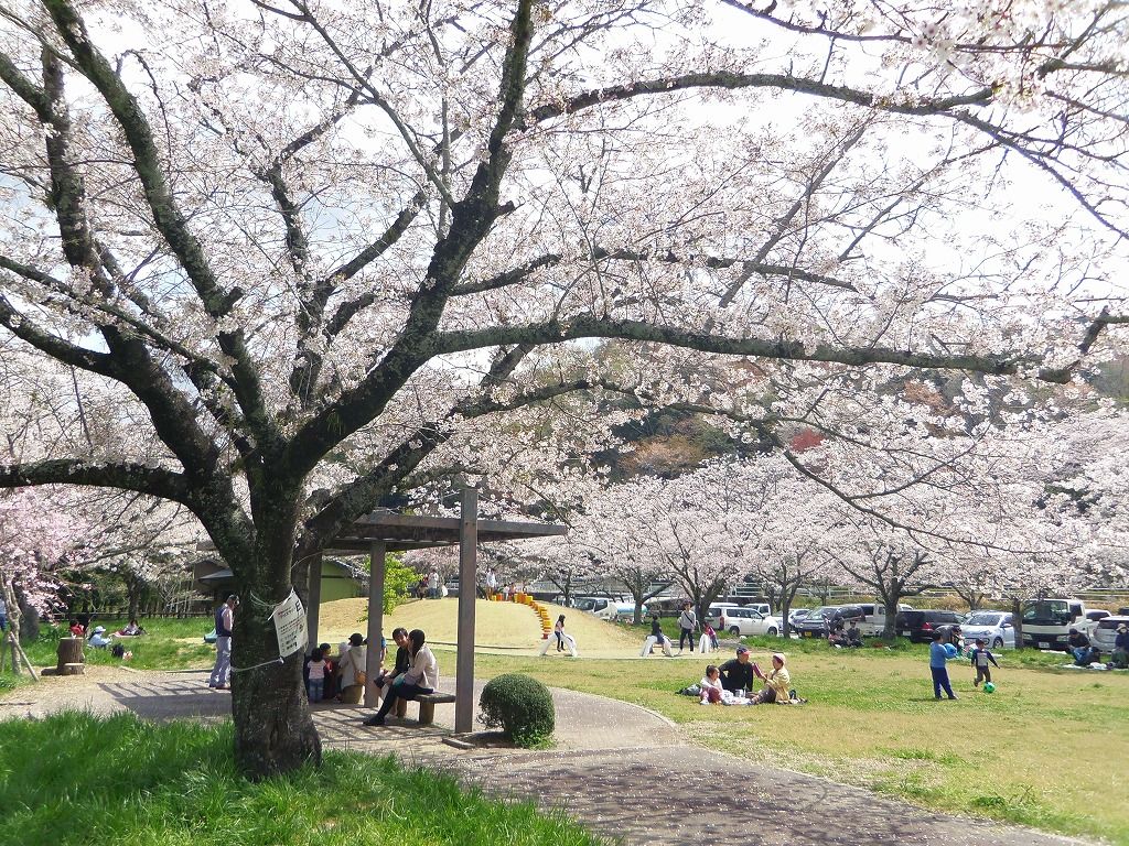 お花見 渓谷美 愛知新城 桜淵公園 は まさに三河の嵐山 愛知県 Lineトラベルjp 旅行ガイド