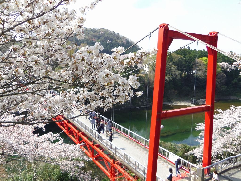 お花見×渓谷美！愛知新城「桜淵公園」は、まさに三河の嵐山