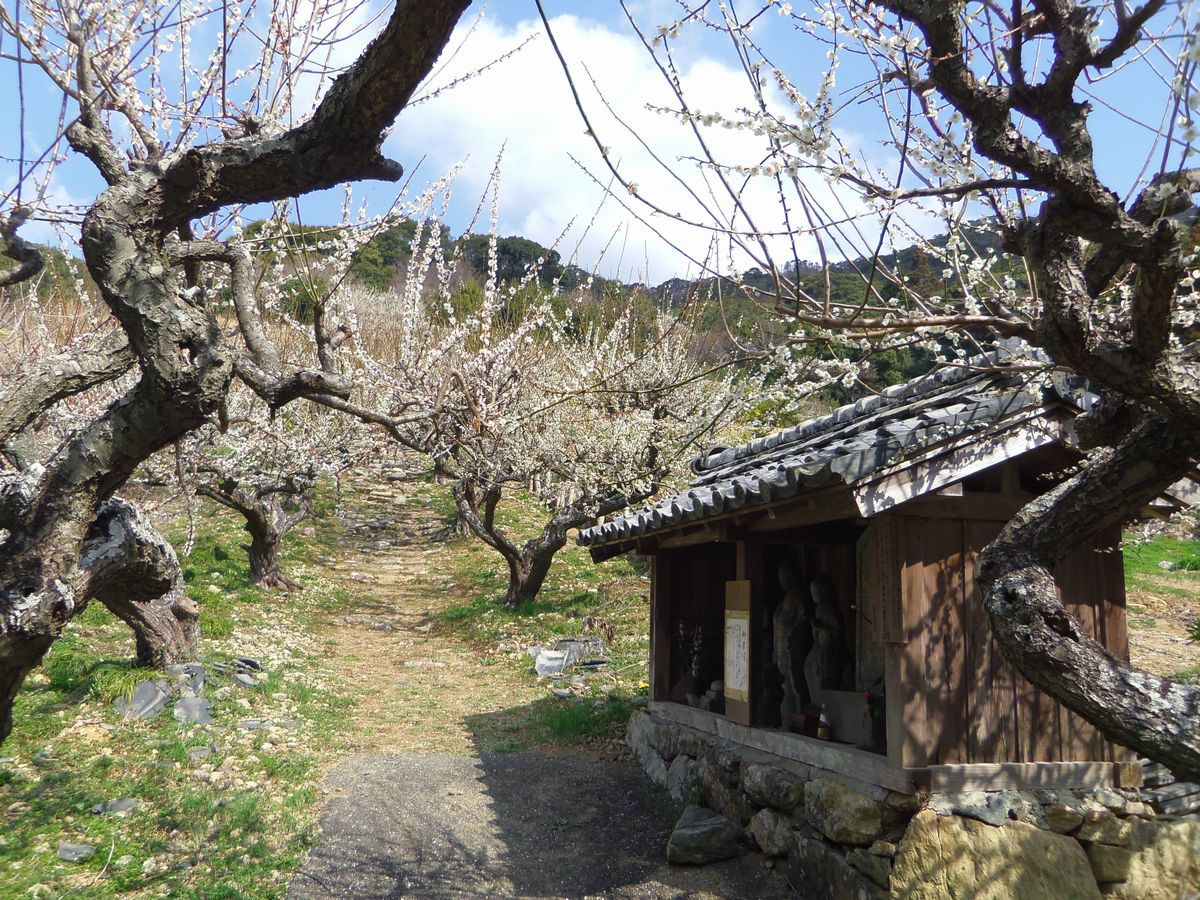 ����100���[�g���I���y���̔~�̃g���l��