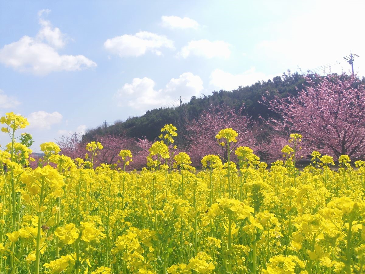 �l���ł��y���߂�͒Í��~�؂̉ԁI