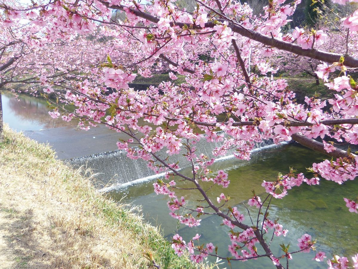 �l���ł��y���߂�͒Í��~�؂̉ԁI