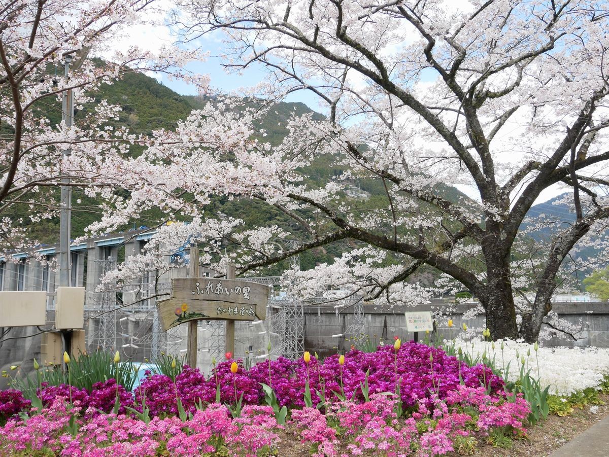 �H�t�_���ΔȂ��ʂ��{��