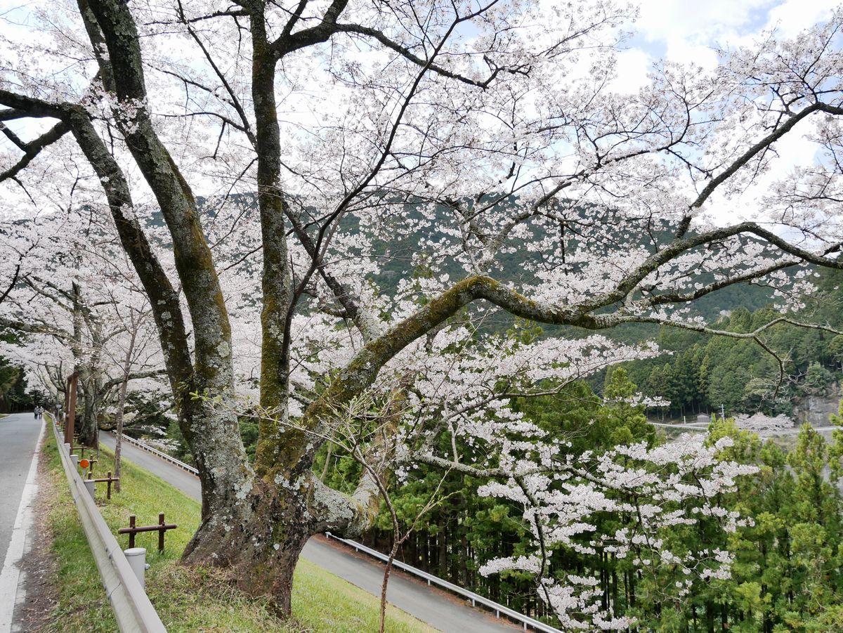 �H�t�_���ΔȂ��ʂ��{��