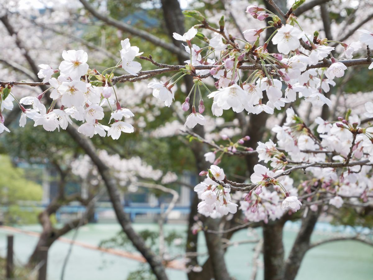 �_���̖k���̓h���C�u�ɍœK