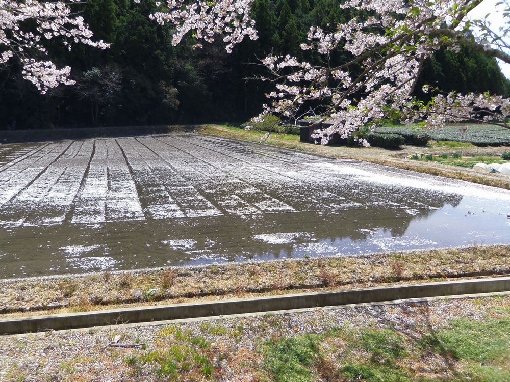 1,000{̃\CVmɕ܂鑾c