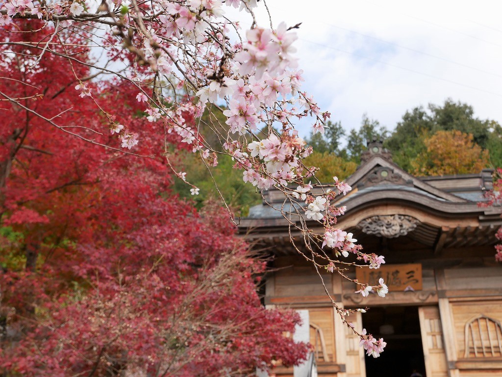 11月下旬からは紅葉×四季桜