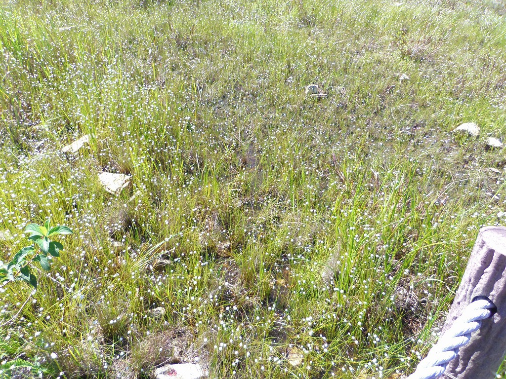 湿地に咲く星・シラタマホシクサを見よう
