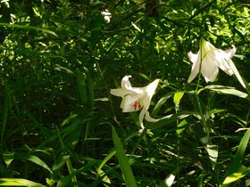 �ޗǂ̌���̉Ԗ����u��a���؊فv�̌�����͈�N���I��������ɃT�T�������̋L���T���l�C��