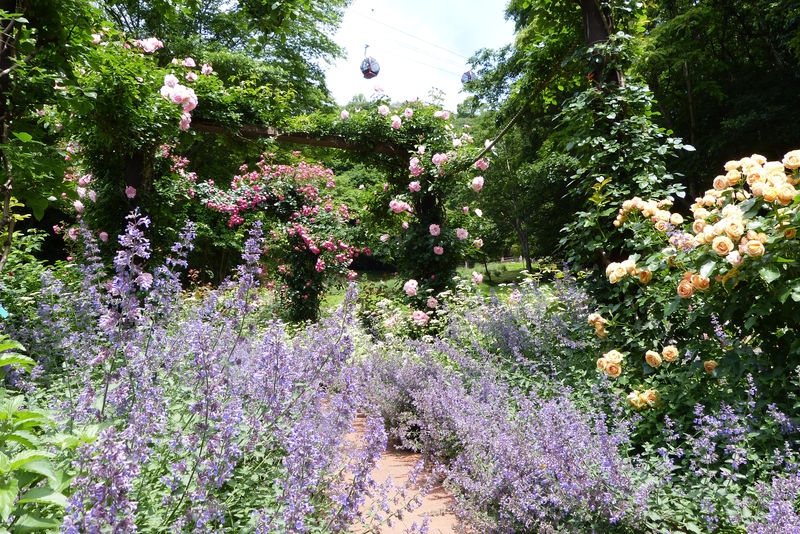 薔薇とラベンダーで美しい初夏を 神戸布引ハーブ園 ラベンダー＆ローズフェア2023
