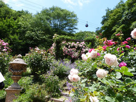 薔薇いっぱいの初夏を楽しむ 神戸布引ハーブ園 ラベンダー＆ローズフェア2022