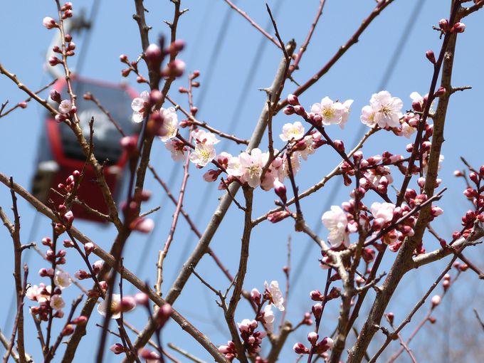 梅・ハナナ・ミモザ・チューリップ…春の花が花盛り！