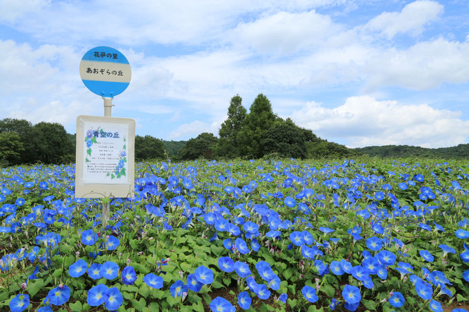 西日本初のあじさいの丘・夏イベント「ヘブンリーブル—の丘」