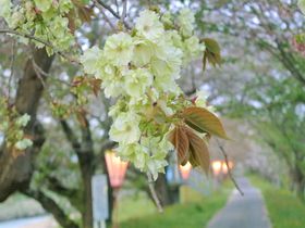 超激レア！島根「三刀屋」で花びらまで緑色の桜を堪能せよ！
