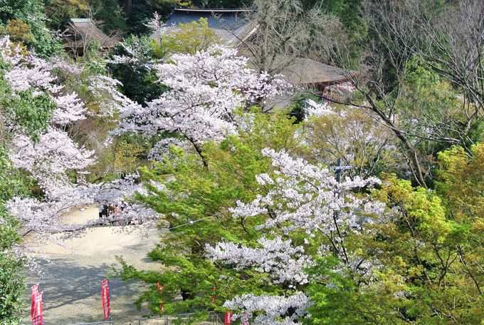 �R�A�̗R�����������@