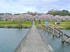 出雲神話の舞台！島根「斐伊川堤防桜並木」で絶品の桜を堪能！