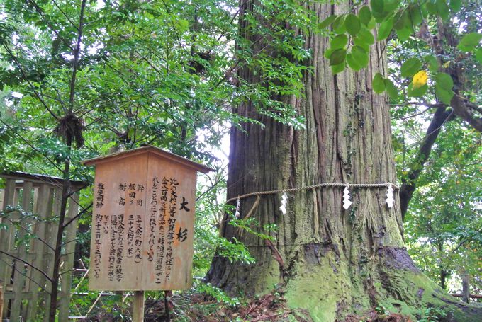 神聖な大杉は必見！出雲「須佐神社」は日本屈指のパワースポット