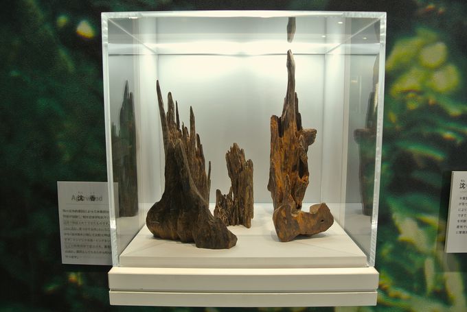 ���؂̓W�����K��