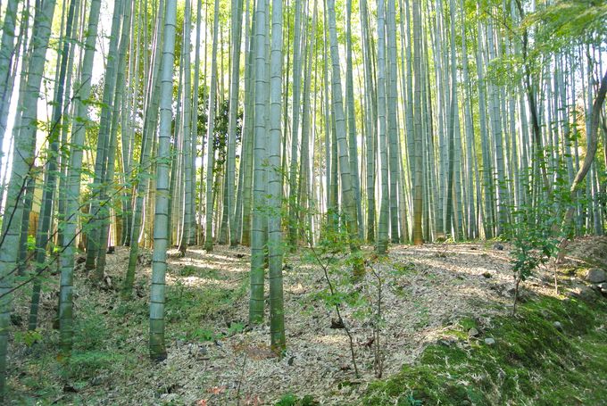 �|�т��L����R�����鎛�@