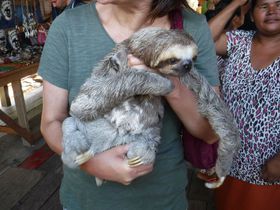 �A�}�]���̂��킢�炵�������������ڂ̑O�ɁI�u���W���E�}�i�E�X�ŃW�����O���{�[�g�c�A�[��喞�i�I�̋L���T���l�C��