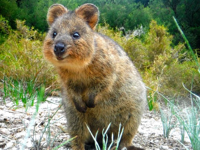 豪パース ロットネスト島で幸せすぎる小動物 クオッカ と戯れよう オーストラリア Lineトラベルjp 旅行ガイド