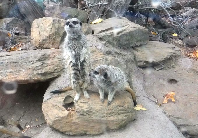 コアラにカモノハシ メルボルン動物園でオーストラリアの動物に会う オーストラリア Lineトラベルjp 旅行ガイド