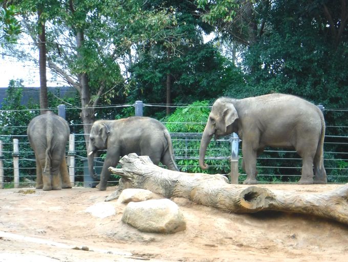 コアラにカモノハシ メルボルン動物園でオーストラリアの動物に会う オーストラリア Lineトラベルjp 旅行ガイド