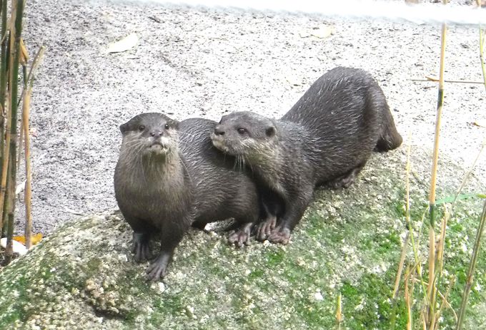 コアラにカモノハシ メルボルン動物園でオーストラリアの動物に会う オーストラリア トラベルjp 旅行ガイド