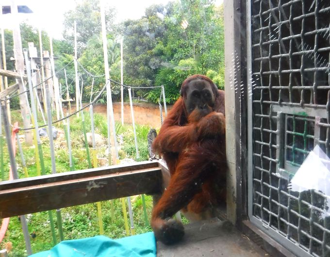 コアラにカモノハシ メルボルン動物園でオーストラリアの動物に会う オーストラリア Lineトラベルjp 旅行ガイド