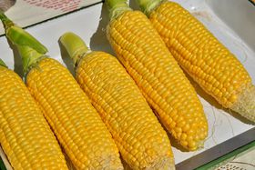 ���̒��łƂ낯�阥���用�̃t���[�c�܂ŁI��[���̏{���K�u�b�Ɗۂ�����!!�̋L���T���l�C��